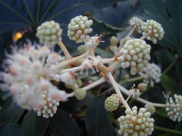 PlantFiles Pictures Fatsia Species, False Castor Oil Plant, Glossy
