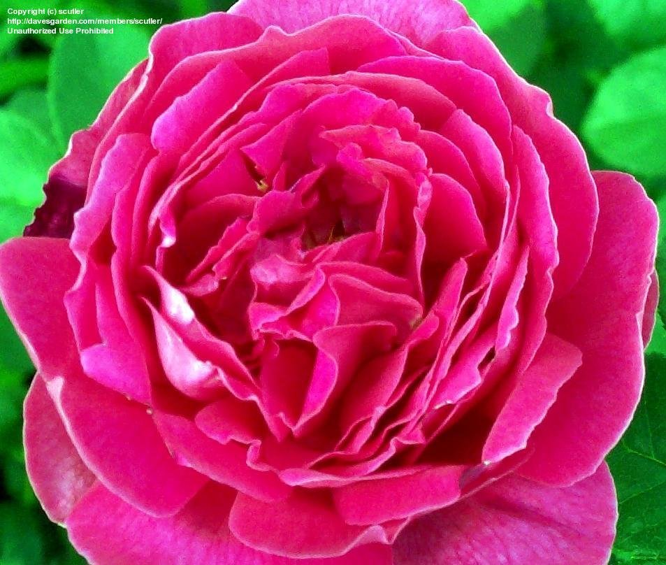 PlantFiles Pictures English Rose, Austin Rose 'The Dark Lady' (Rosa