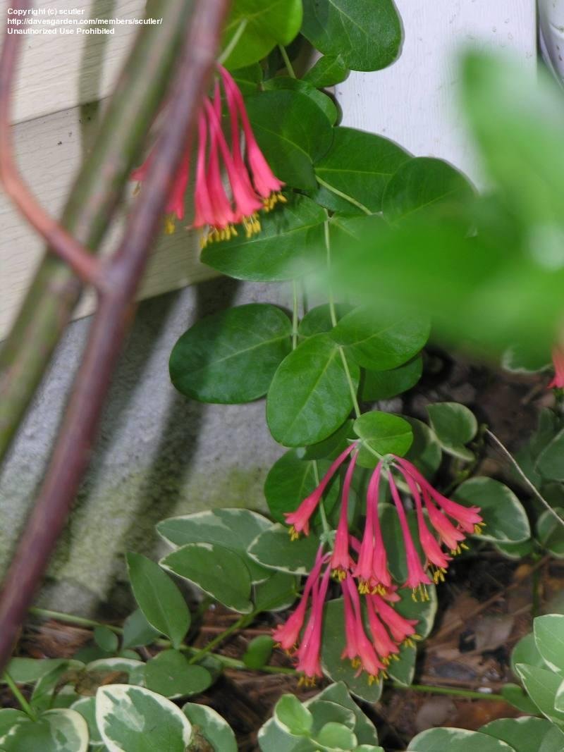 PlantFiles Pictures Lonicera, Coral Honeysuckle, Trumpet Honeysuckle