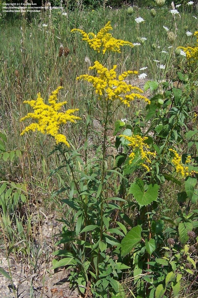 PlantFiles Pictures Solidago Species, Canada Goldenrod, Giant
