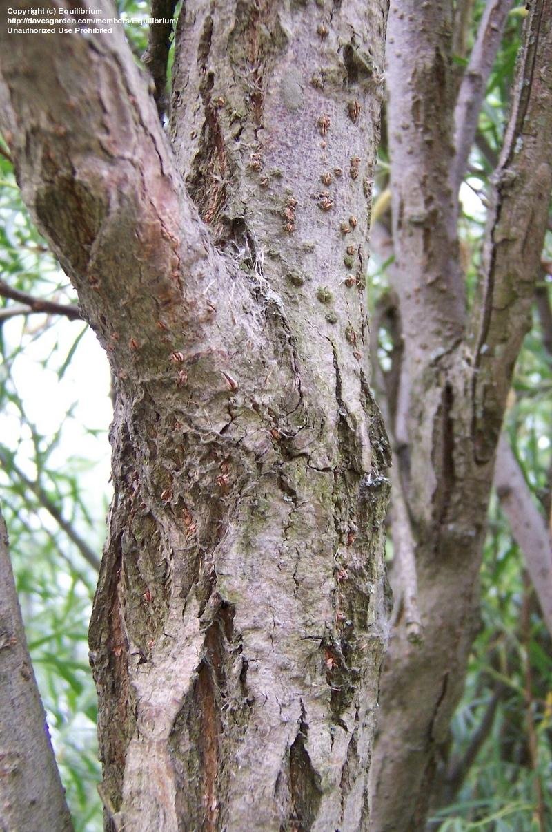 PlantFiles Pictures Salix Species, Coyote Willow, Narrowleaf Willow