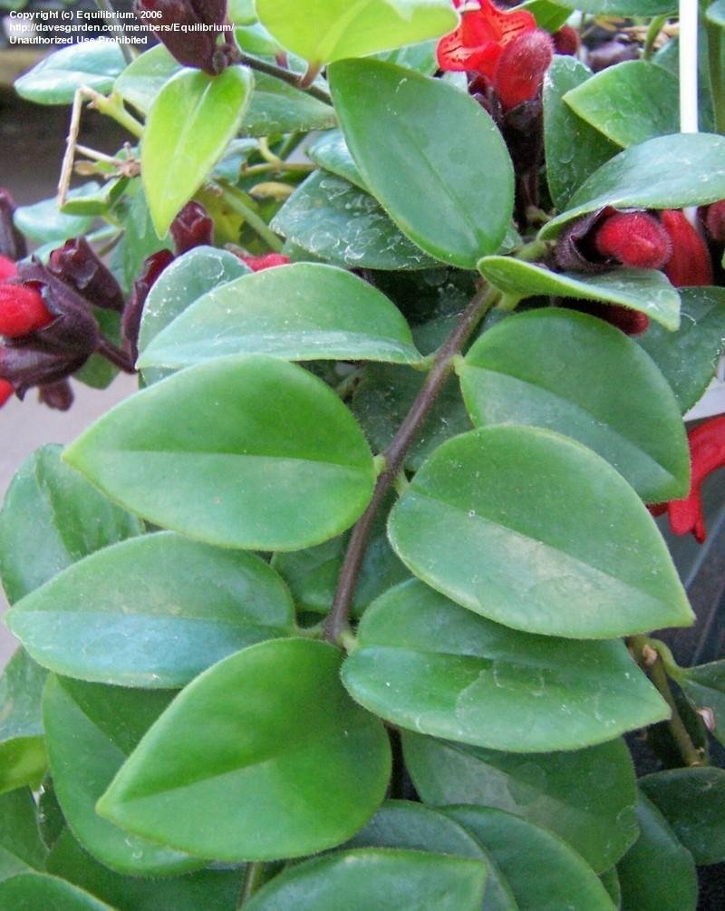 PlantFiles Pictures Aeschynanthus Species, Basket Vine, Lipstick Plant