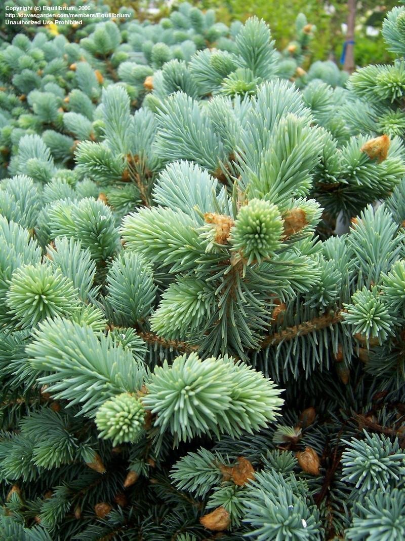 PlantFiles Pictures Colorado Spruce, Blue Spruce 'Glauca Globosa' (Picea pungens) by Gustichock