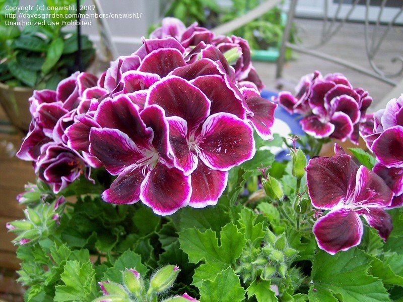 PlantFiles Pictures Regal Pelargonium (UK), Martha Washington Geranium