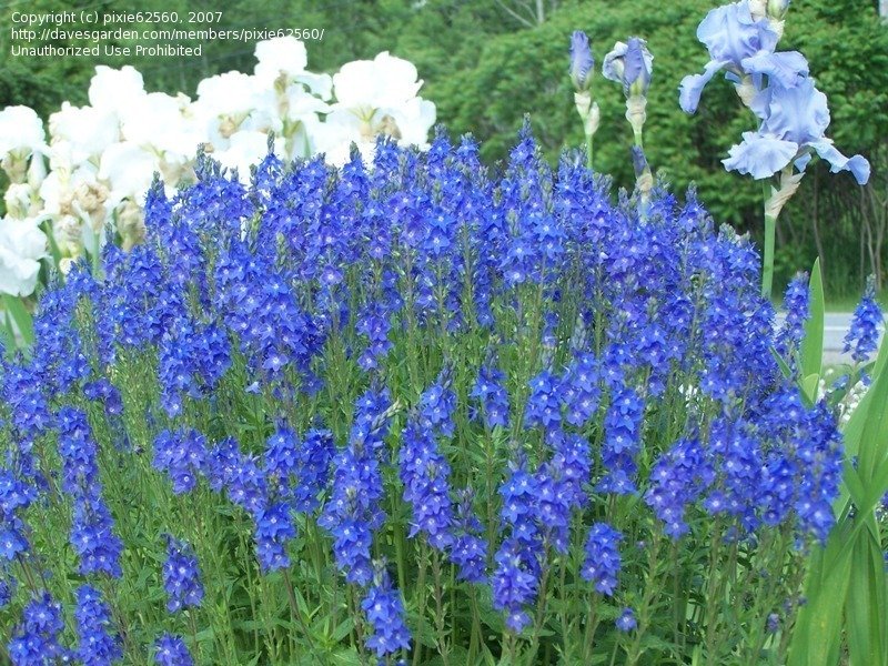 Perennials True Blue Flowers, 1 by pixie62560