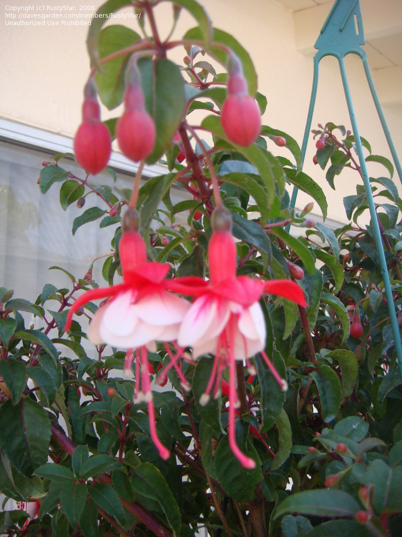 PlantFiles Pictures Fuchsia 'Jingle Bells' (Fuchsia) by RustyStar