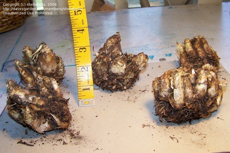 Specialty Gardening Tuberose Bulbs on ebay, 1 by shellabella