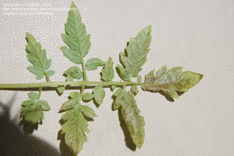 Beginner Gardening Tomato leaves turning black, curling, 1 by fodder