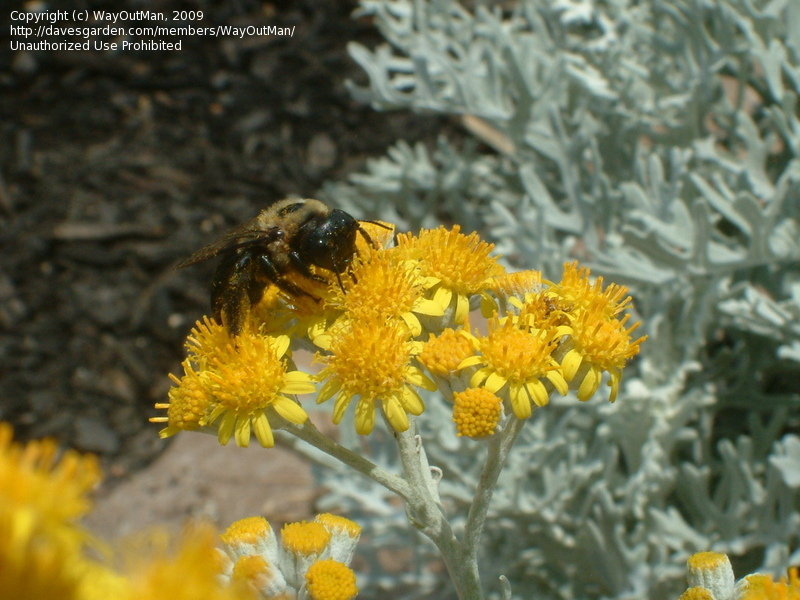 PlantFiles Pictures Jacobaea, Dusty Miller, Silver Ragwort 'Silver