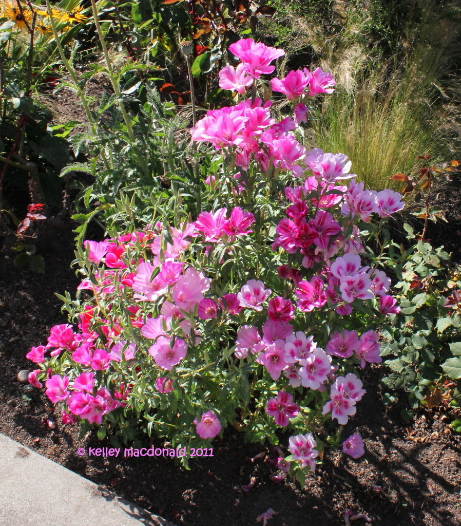 PlantFiles Pictures Atlasflower, FarewelltoSpring, Godetia (Clarkia