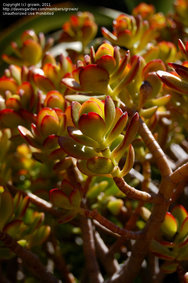 PlantFiles Pictures Dollar Plant, Jade Plant, Jade Tree, Money Tree