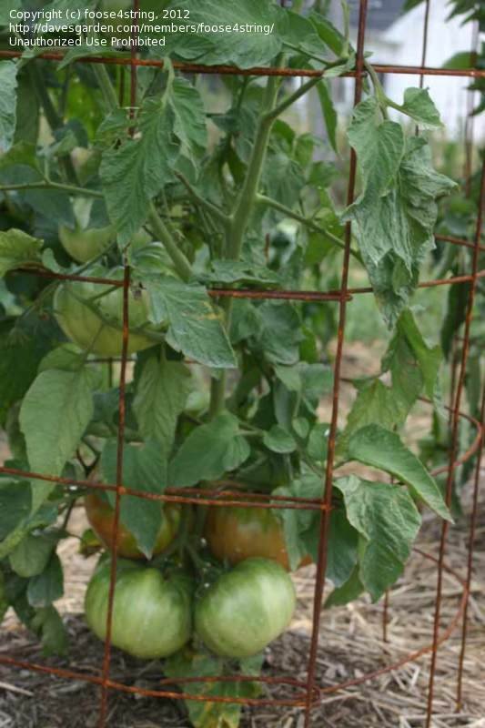 PlantFiles Pictures Tomato 'Brandy Boy' (Lycopersicon lycopersicum) by