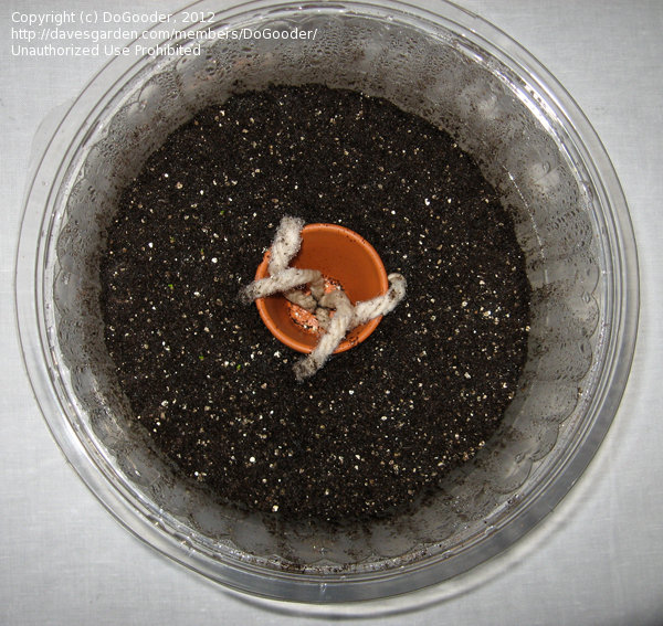 Beginner Gardening How much peat moss to lower pH?, 1 by NancyGroutsis