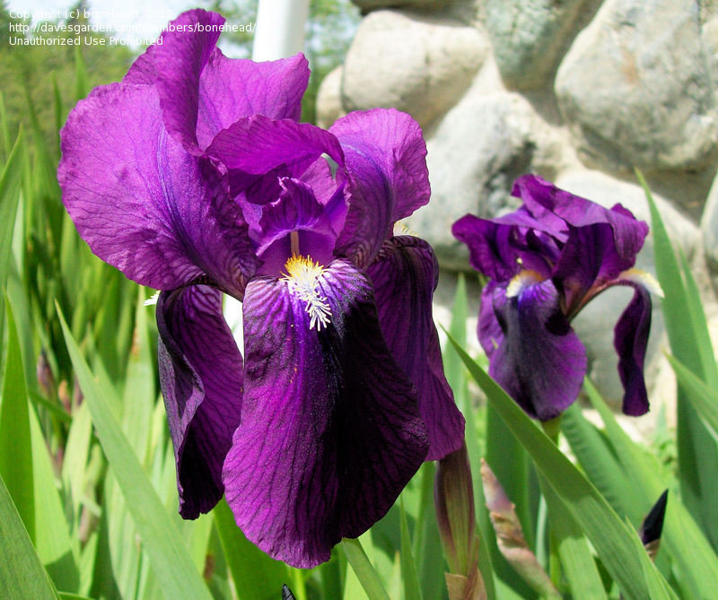 Irises Old fashioned iris any clue?, 1 by bonehead