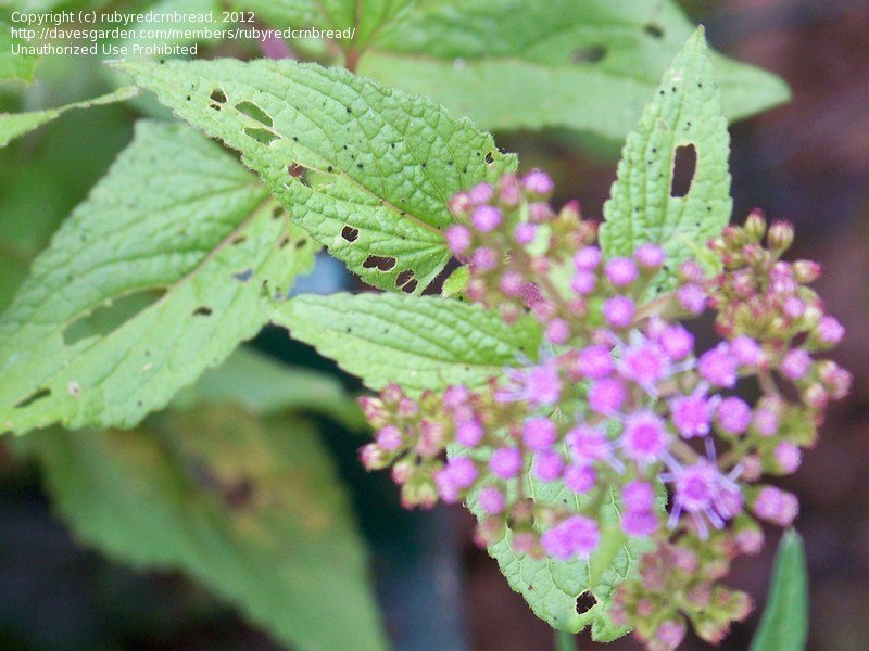 Plant Identification CLOSED Three plants I need ( ok