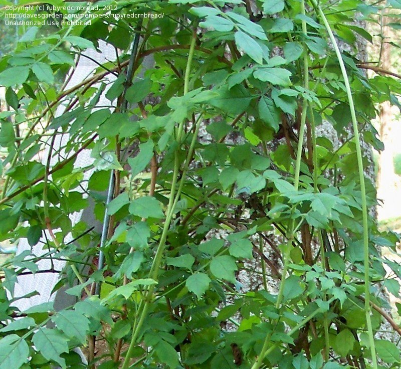 Plant Identification CLOSED Three plants I need ( ok