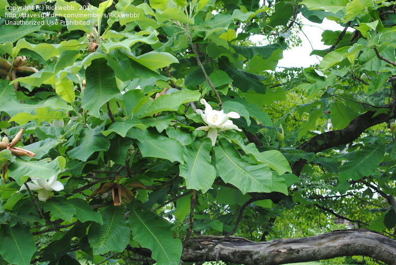 PlantFiles Pictures Magnolia Species, Bigleaf Magnolia