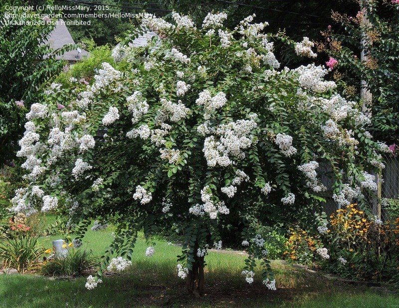 PlantFiles Pictures Japanese Crepe Myrtle, Crape Myrtle