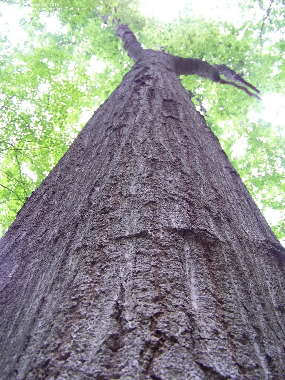 PlantFiles Pictures Northern Red Oak, Eastern Red Oak, Mountain Red