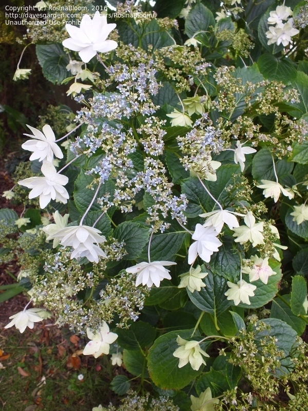 PlantFiles Pictures Bigleaf Hydrangea, Lacecap 'Shooting Star