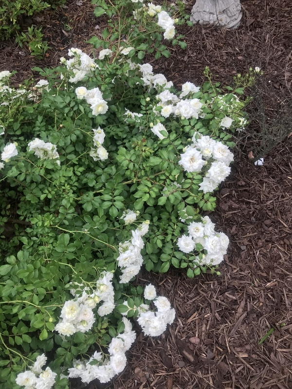 PlantFiles Pictures Modern Shrub Rose, Groundcover Rose 'White Drift
