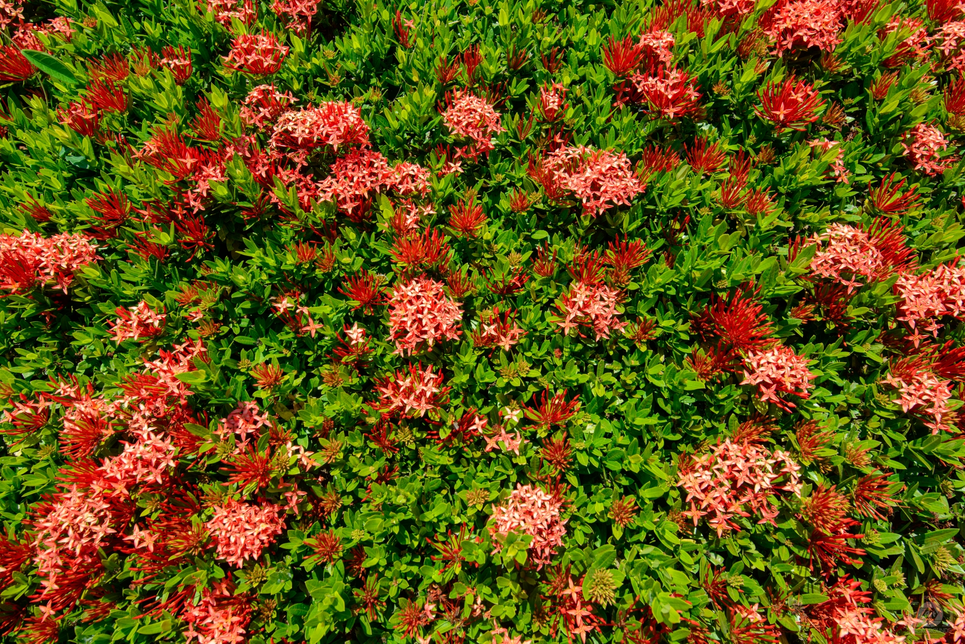 Bush Orange Flowers Texture Highquality Free Backgrounds