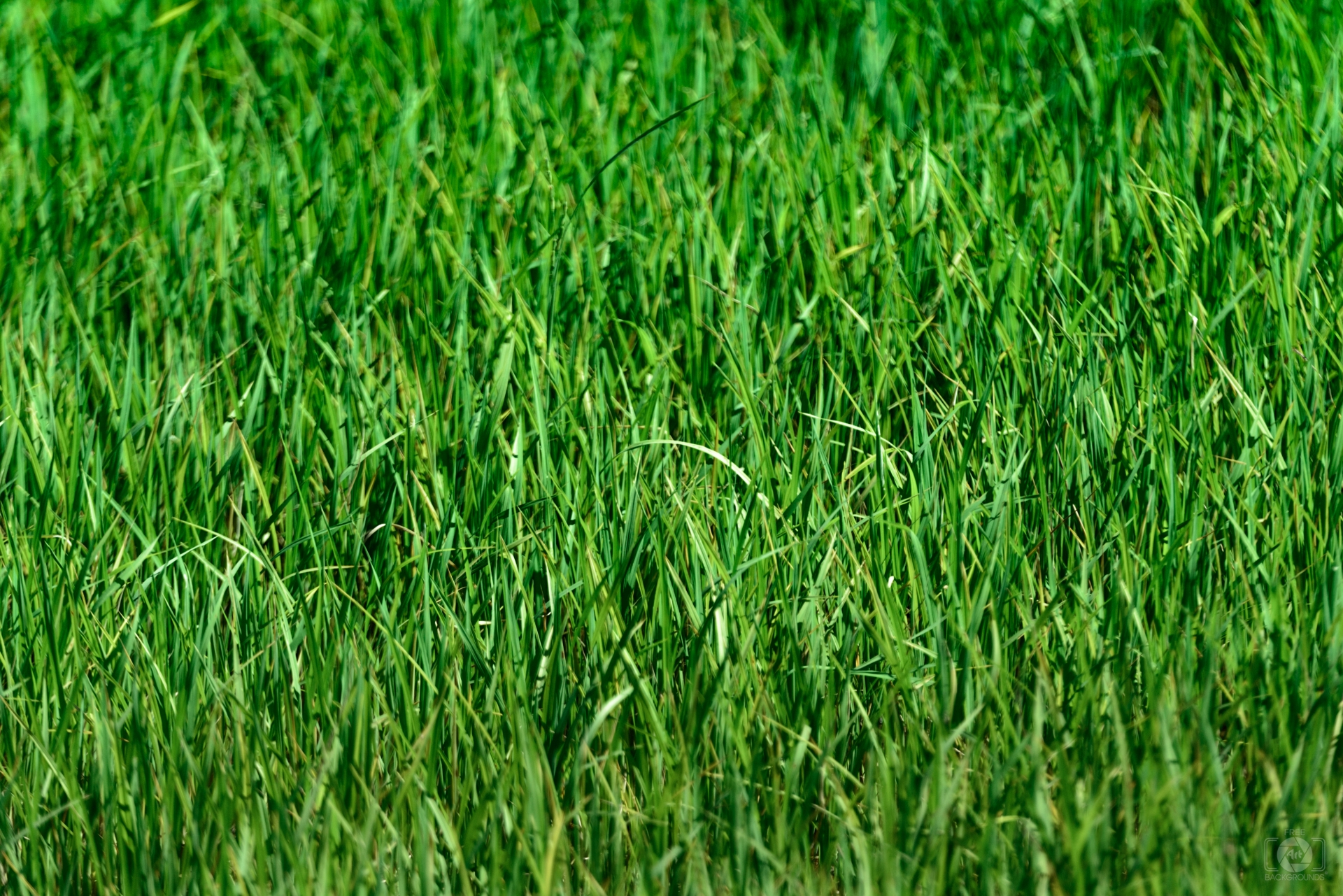 Grass Background Texture Highquality Free Backgrounds