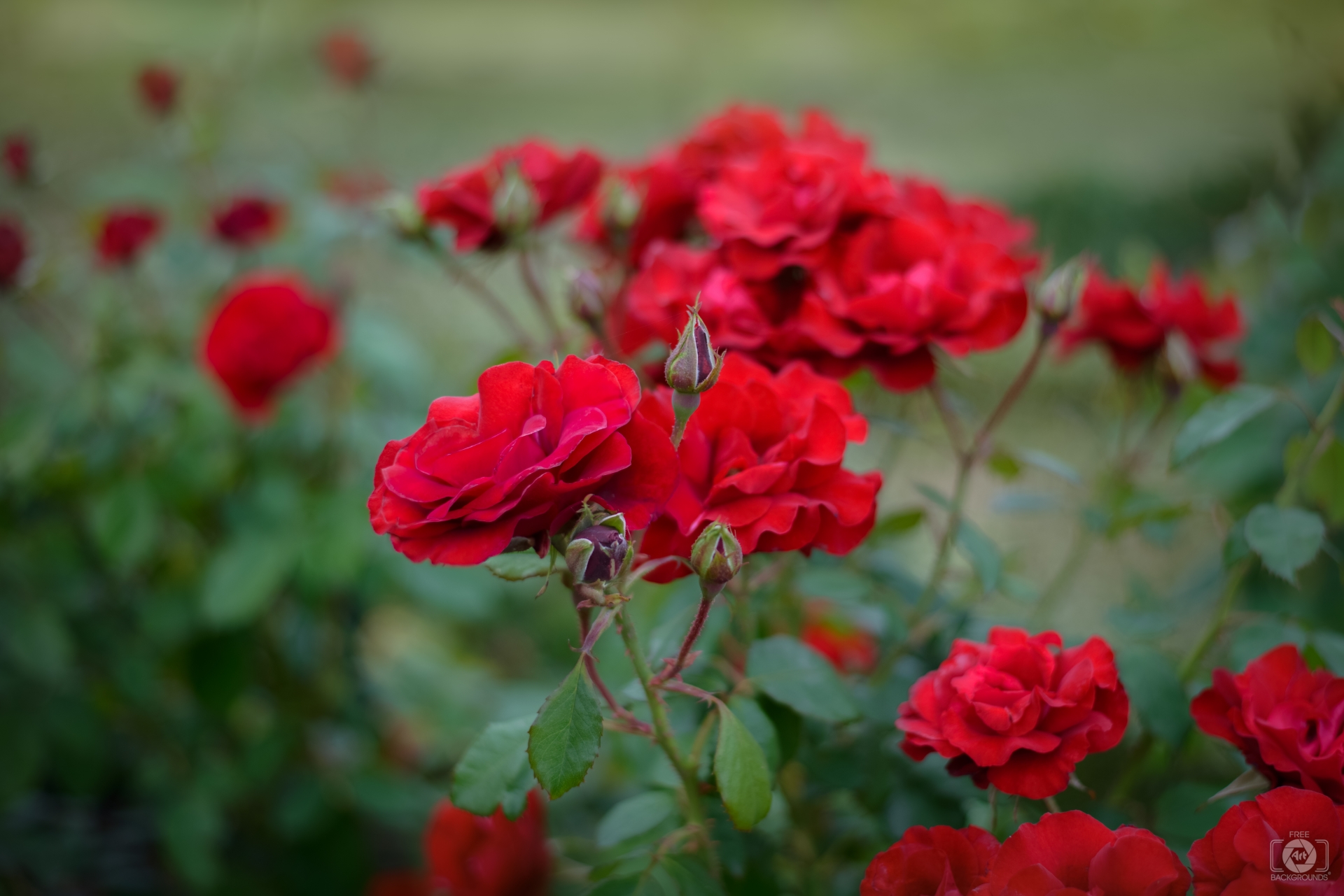 Red Roses Background Highquality Free Backgrounds