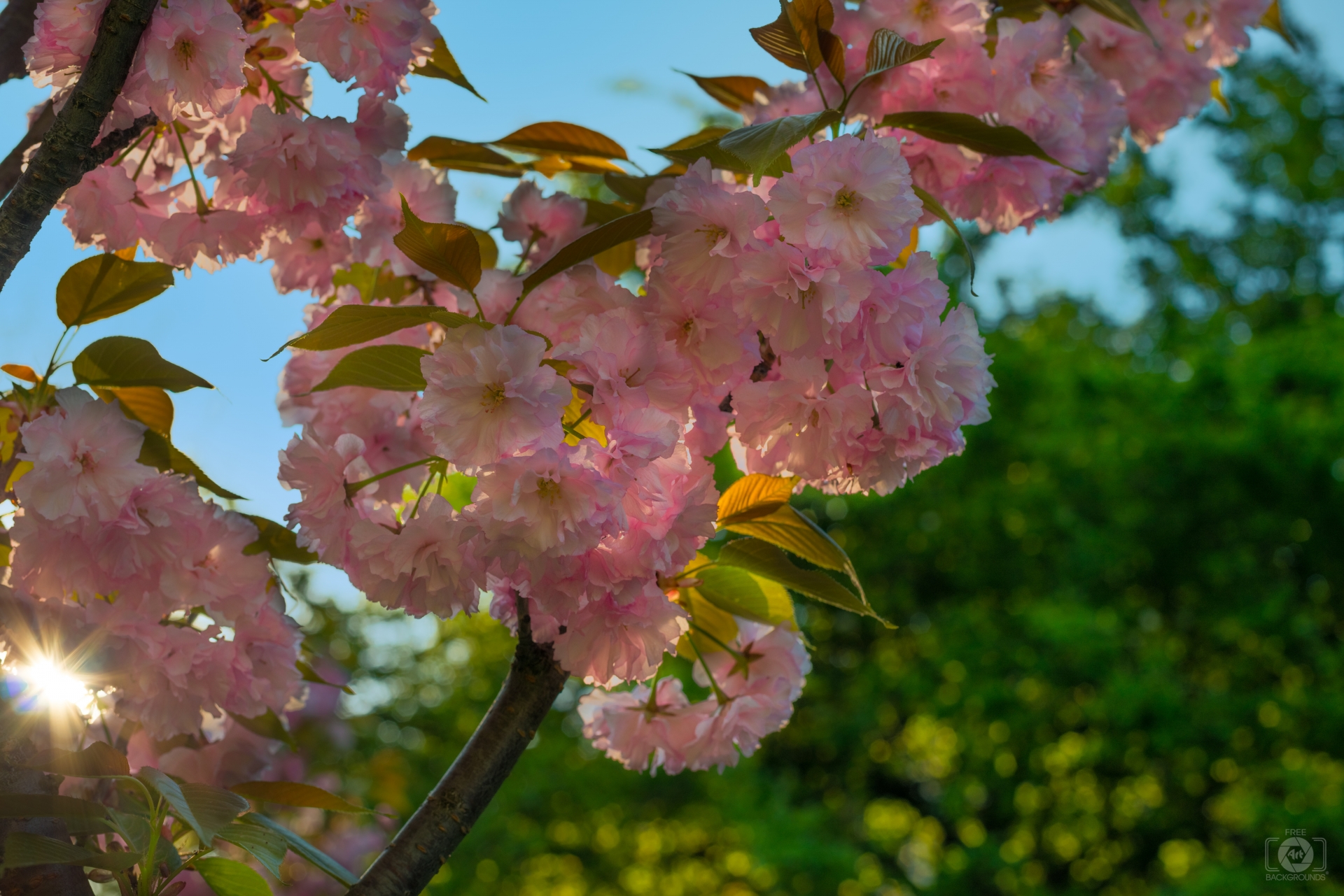 Spring Pink Blooming Branch Background Highquality Free Backgrounds