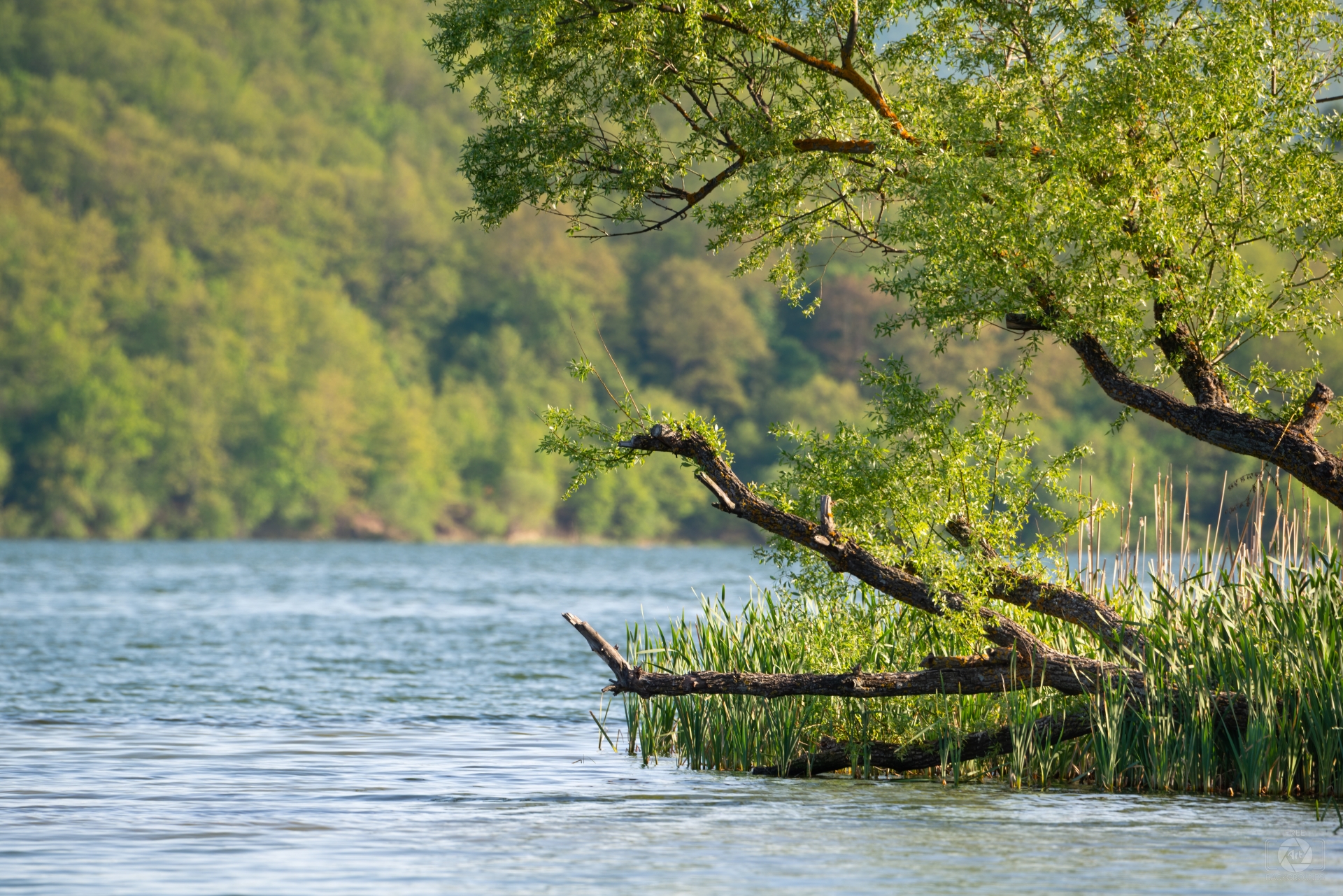 Tree Branches Hanging Above Lake Background Highquality Free Backgrounds