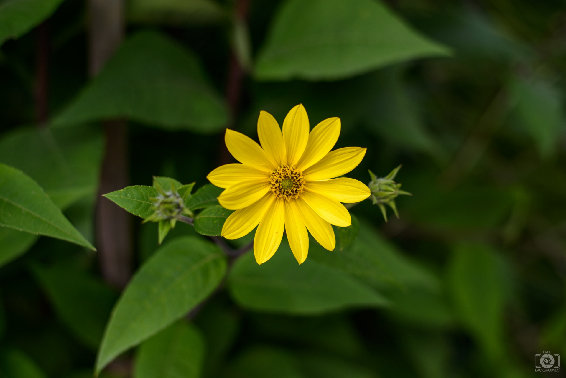 Yellow Flower Background Highquality Free Backgrounds