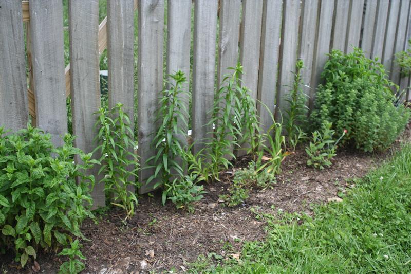 Aging Wood to a Silver Gray? by Scott Hildenbrand