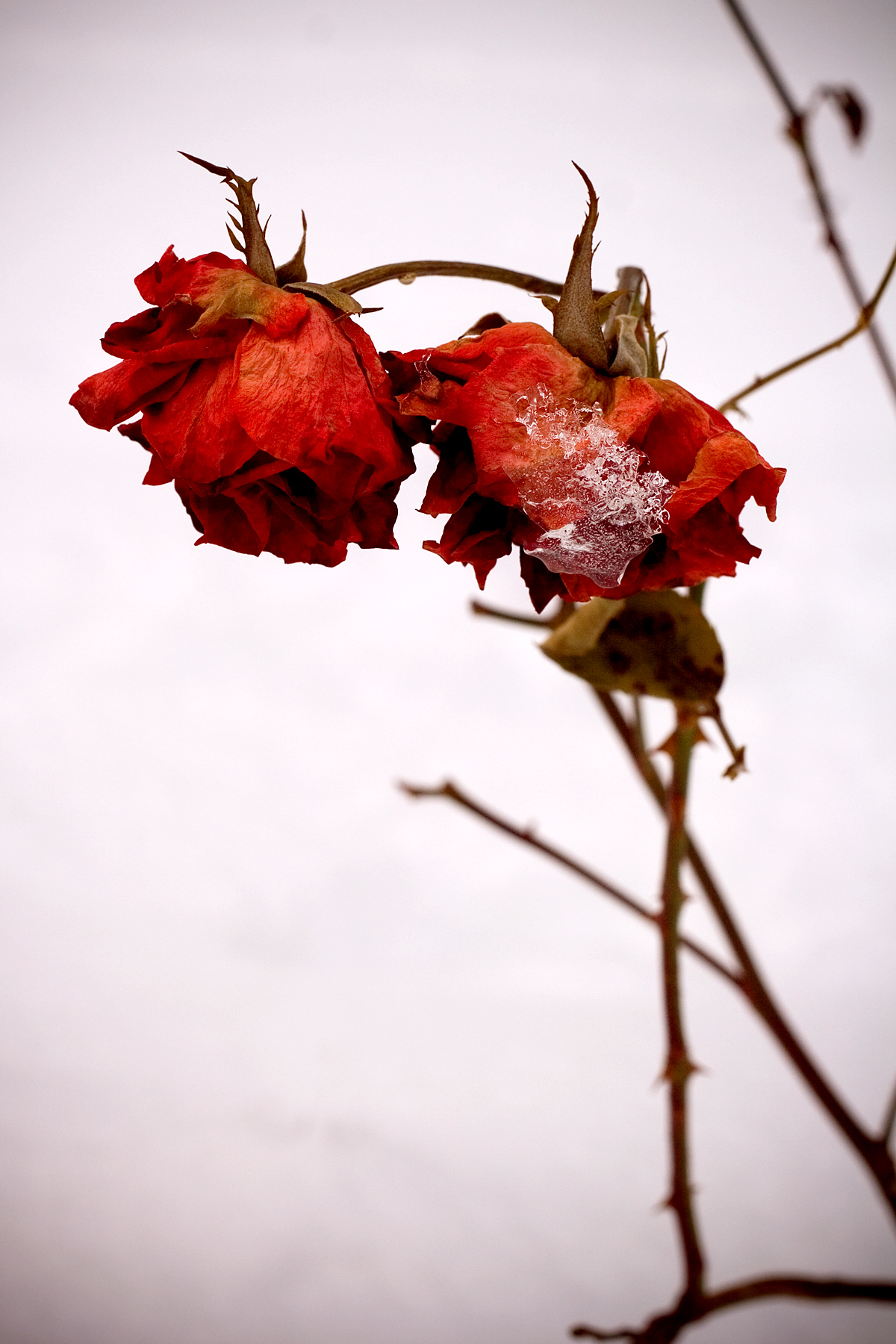 A Rose in Winter Jen Marriner Photography
