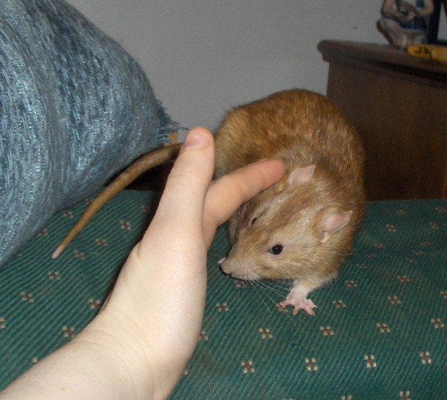 TheCreatureBlog Fascinating fauna.