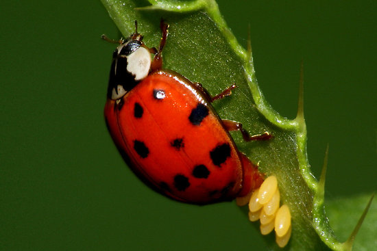 Arthropod of the Day! Arthropod Nerds Unite!