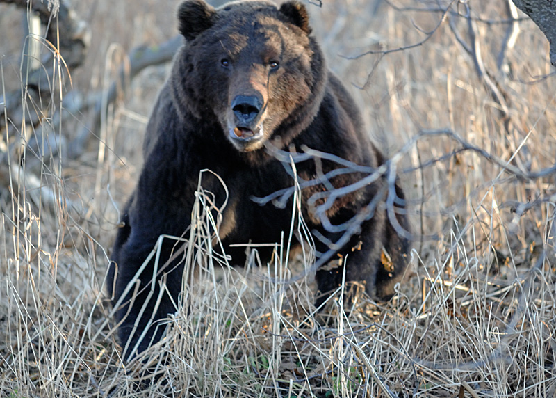 Best Rifle for Stopping a Charging Grizzly Bear?? Photo The Firing