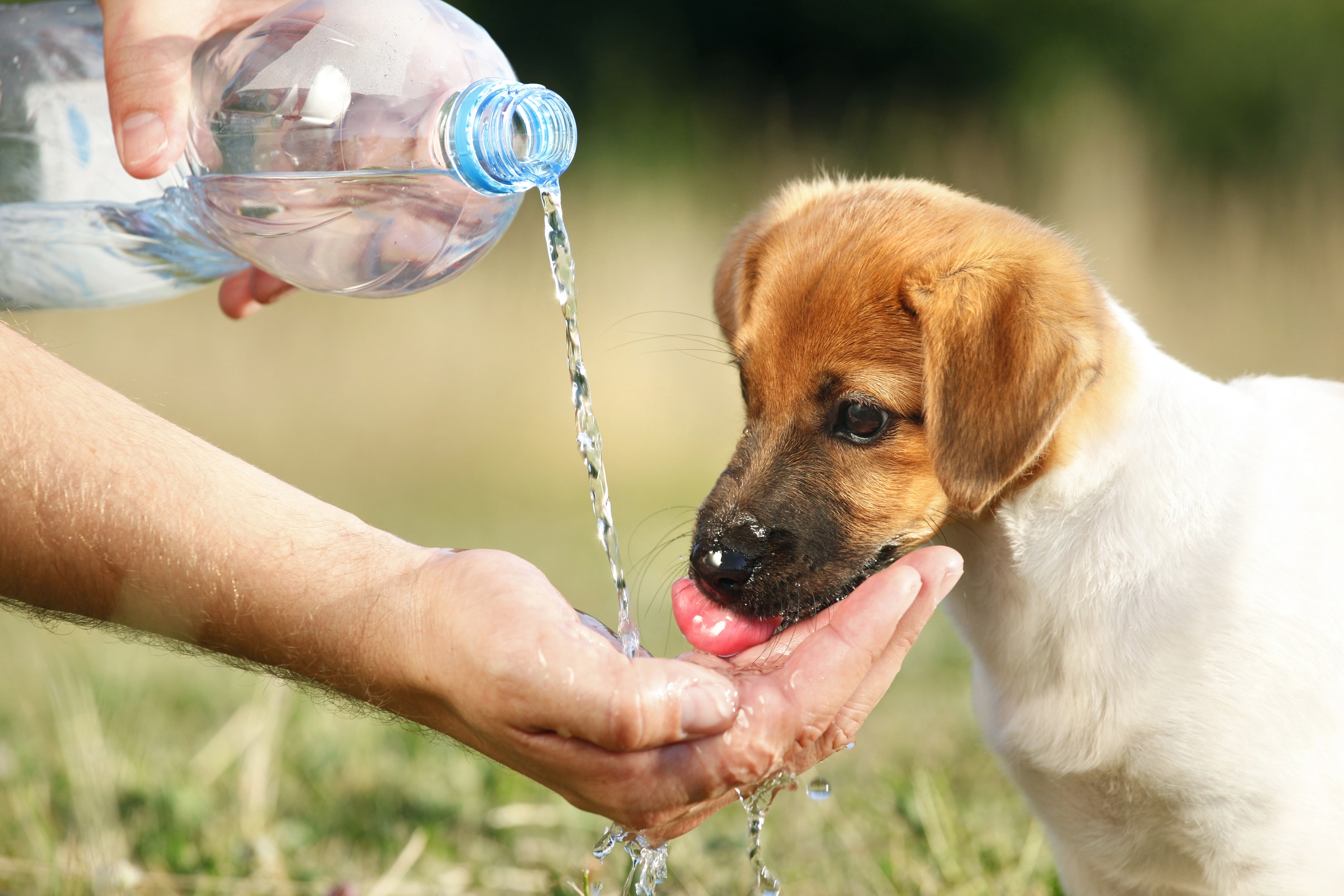 Can You Bottle Feed Puppies Water