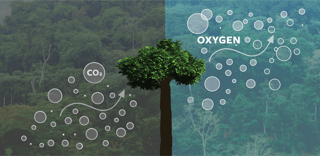 The Importance Of Plants How They Produce The Oxygen We Breathe