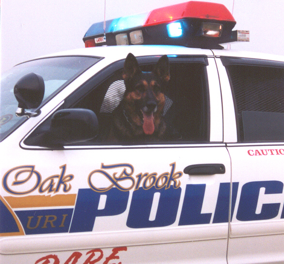 Oak Brook, IL Oak Brook Police Dog, K9 Uri photo, picture, image