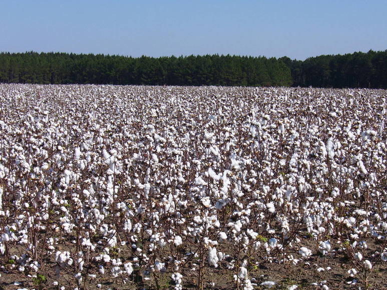 Cotton Field