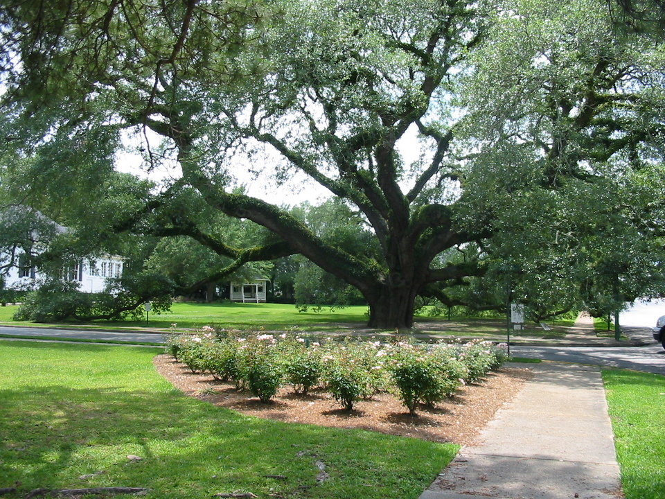 Thomasville, GA Oak Tree photo, picture, image at