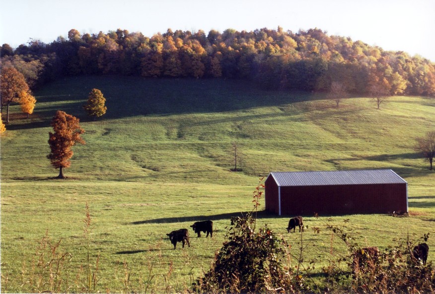 Franklin, TN Fall on Clovercroft Road East photo, picture, image