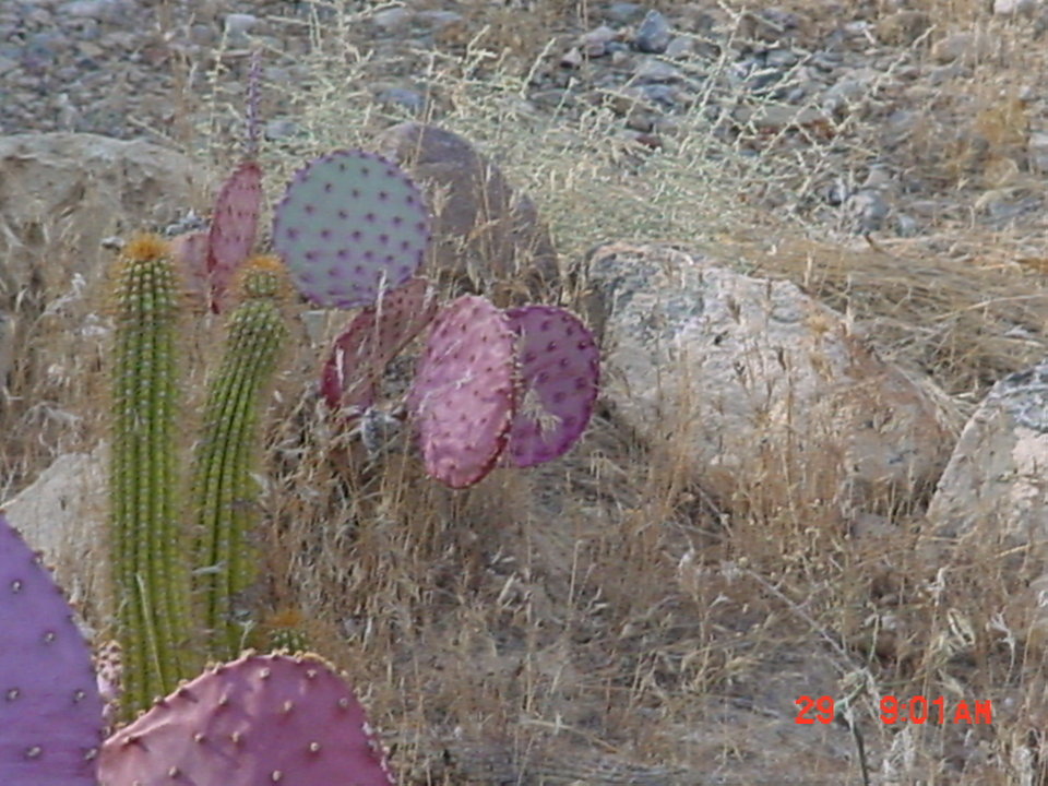 Pahrump, NV Cactus garden in Pahrump photo, picture, image (Nevada