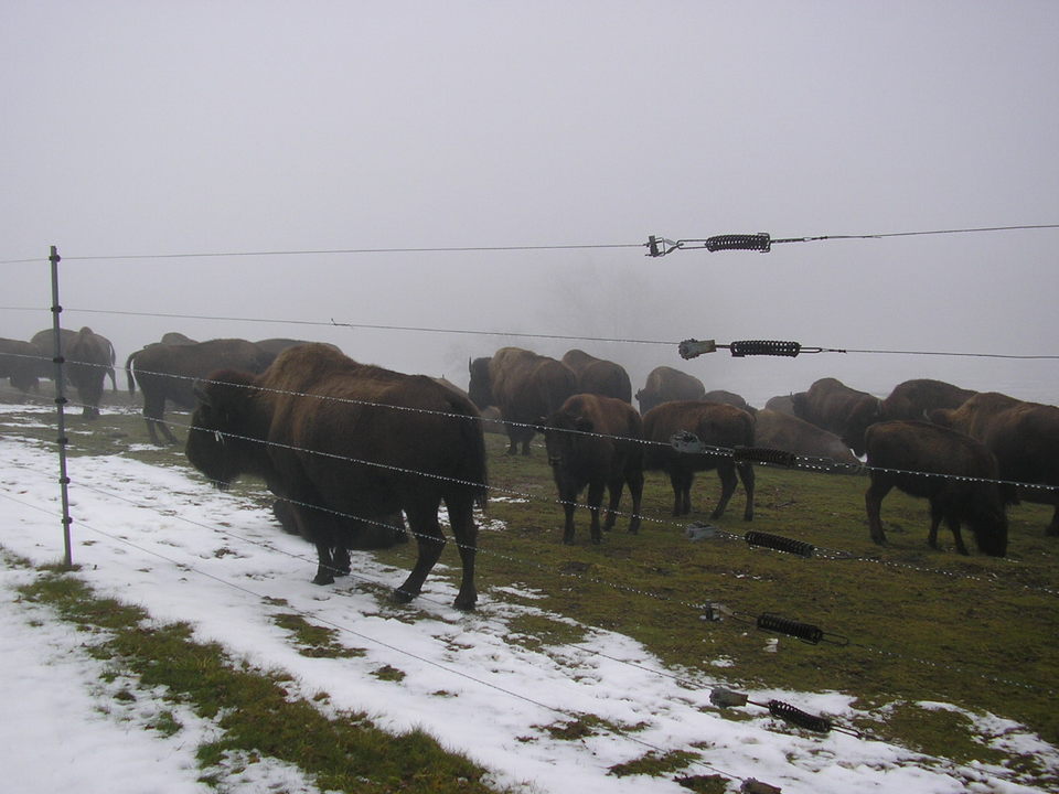 Paxton, MA buffalos photo, picture, image (Massachusetts) at city
