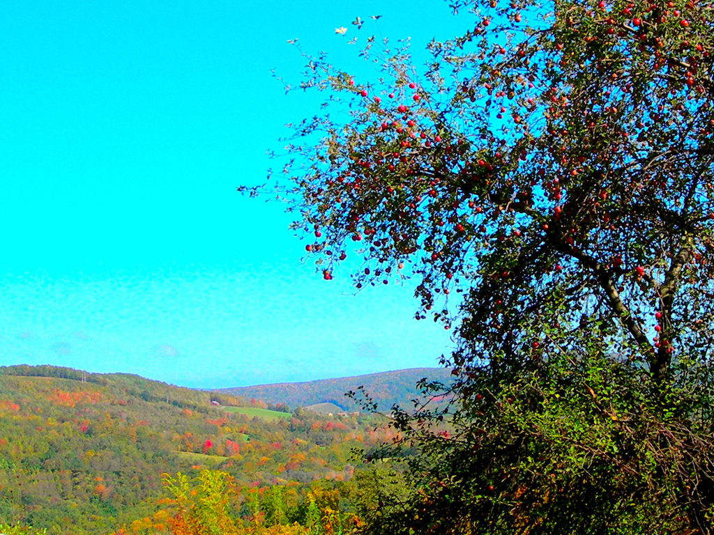 Terra Alta, WV Fall Apples weigh down the limbs along the road into