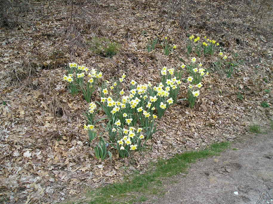 Hampden, MA Hampden Town Hall & Library photo, picture, image