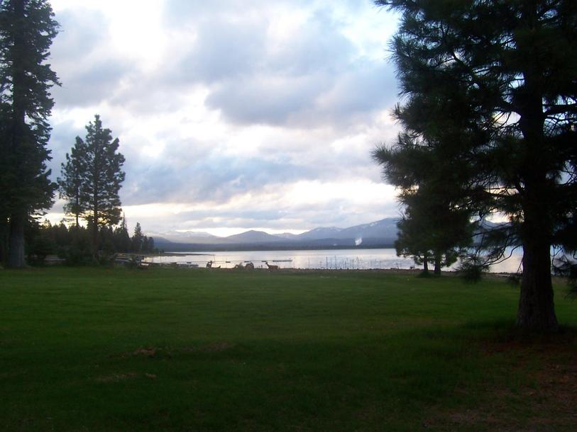 Lake Almanor West, CA Deer at the lake photo, picture, image (California) at