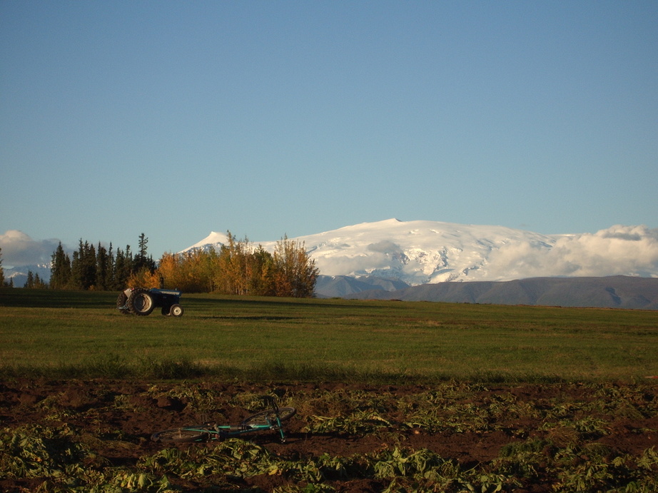 Kenny Lake, AK Sapa Potato Vines under Mount Wrangell photo, picture