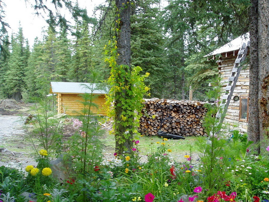 Kenny Lake, AK Canary Creeper And Other Flowers Brighten Up Kenny