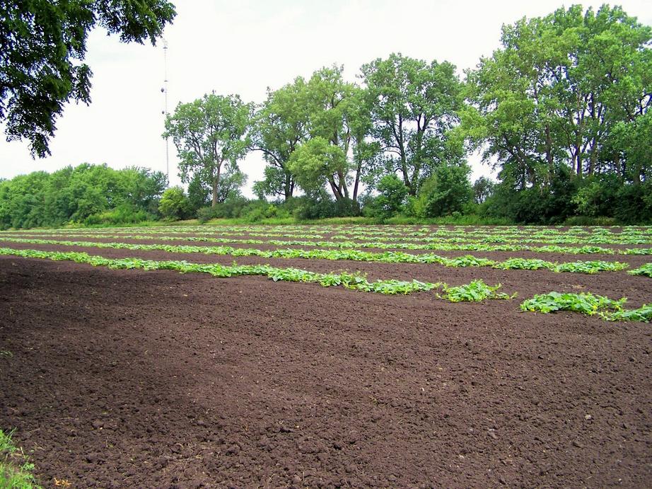 Fulda, MN Grandpa Del's mellon patch, the best mellons in town. photo